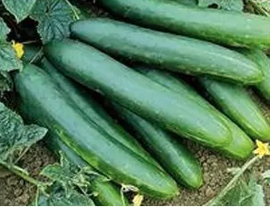 Concombre ‘Tanja’ - graines bio