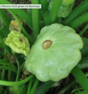 Hellgrüner Patisson aus Bennings - Bio-Samen