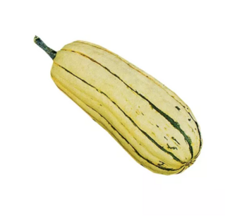  Delicata squash (Sweet Potato) - organic-seeds