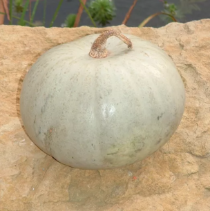  Blue pumpkin from Hungary - organic-seeds