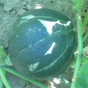 Grüner Hokkaido-Kürbis - Bio-Samen