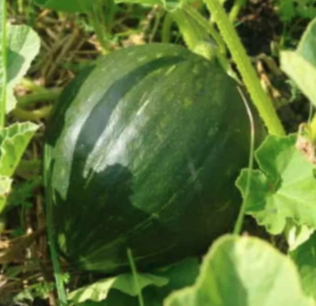 Olive green pumpkin - organic-seeds