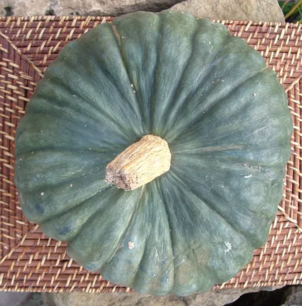 Marina di Chioggia pumpkin - organic-seeds