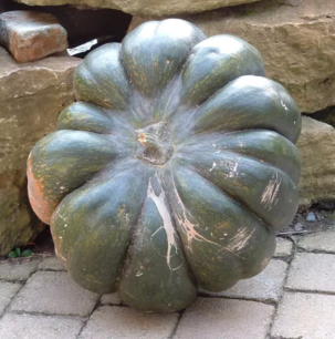 Courge musquée d'Hiver de Provence - graines bio