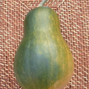 Courge musquée Sucrine du Berry - graines bio