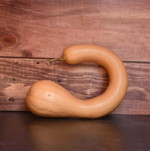 Courge musquée à Trompe d'Albenga - graines bio