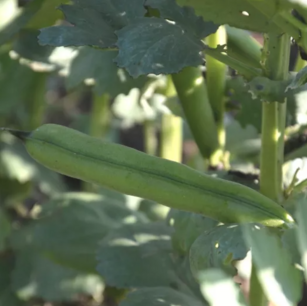 Fève Longue de Belgique - graines bio