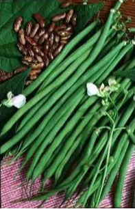 Bush bean (princess bean) Fin de Bagnol - organic-seeds