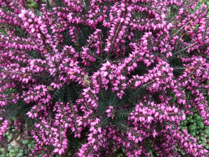 Erica darleyensis dunkelrosa-rot - 10-20 cm