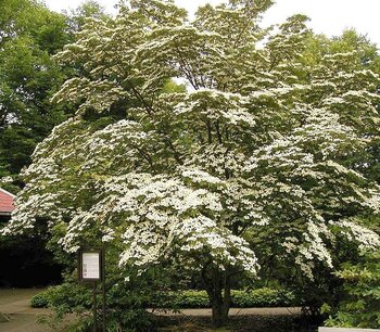 Cornus kousa 'Chinensis' 200/+ cm - Dogwood - multi-trunked trees