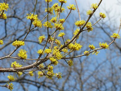 Cornus officinalis 150/+ cm - meerstammig - Japanse gele kornoelje