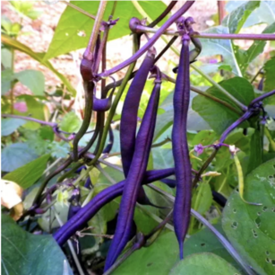 Bush bean (French bean) ‘Reine des Pourpres’ - organic-seeds