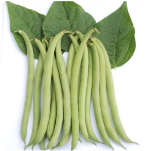 Bush bean (French bean) ‘Maxi’ - organic-seeds