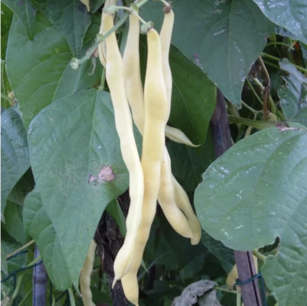 Haricot à rames (haricot vert) ‘Neckargold’ - graines bio