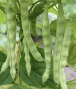 Haricot à rames de Malines - graines bio