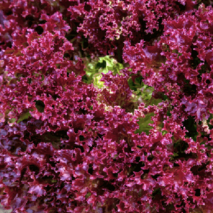 Snijsla Lollo Rossa - biologische zaden