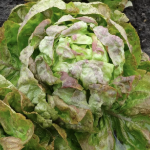 Kropsla (winter-) Passion brune - biologische zaden