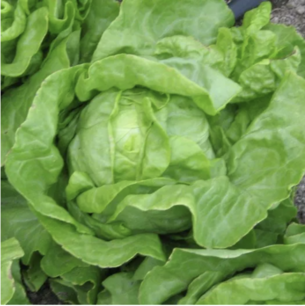 Kropsla (zomer-) Blonde van Laeken - biologische zaden