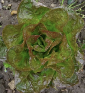 Kropsla (winter-) Baquieu - biologische zaden