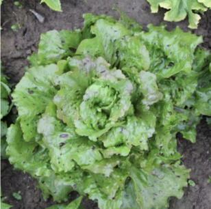 Kropsla (winter-) uit Trémont - biologische zaden