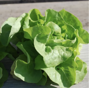 Kropsla (lente-) la Première - biologische zaden