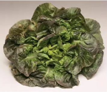 Kropsla (winter-) Rougette de Montpellier - biologische zaden