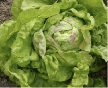 Kropsla (lente-) Mei-Koniging uit Luik - biologische zaden