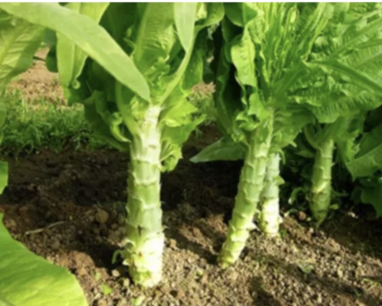 Bindsla Celtuce of Aspergesla - biologische zaden