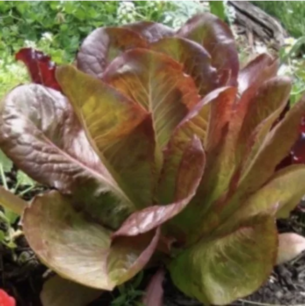 Bindsla (Winter-) rood - biologische zaden