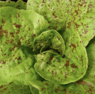 Bindsla Queue de Truite (Witloof panaché) - biologische zaden