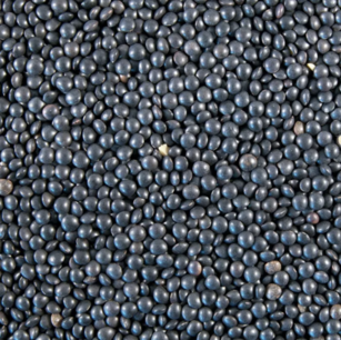 Beluga-Linsen - Bio-Samen