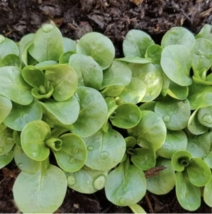 Veldsla Dikke zaad - biologische zaden
