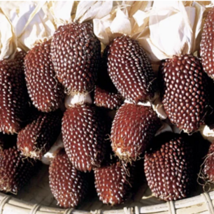 Maïs Pop Corn Aardbei - biologische zaden