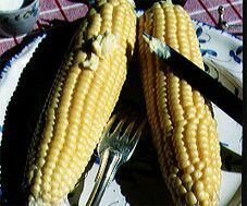 Maïs- zoete Mezdi - biologische zaden