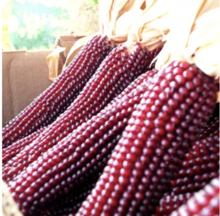 Maïs-zoete Martian Purple - biologische zaden