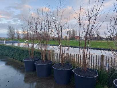 Prunus 'The Bride' 200-250 cm - meerstammig - Japanse sierkers