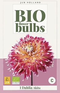 Dahlia Akita - biologische bloembol