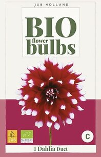 Dahlia Duet - biologische bloembol