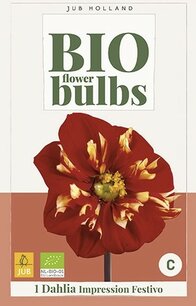 Dahlia Impression Festivo - biologische bloembol