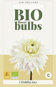 Dahlia Kiev - biologische bloembol