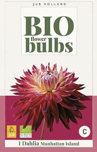 Dahlia Manhattan Island - biologische bloembol