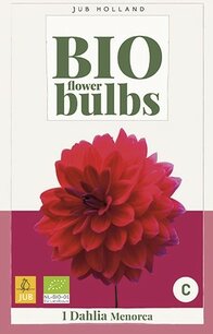 Dahlia Menorca - biologische bloembol