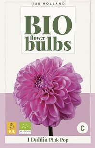 Dahlia Pink Pop - biologische bloembol