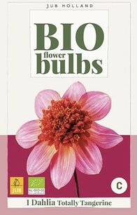 Dahlia Totally Tangerine - biologische bloembol