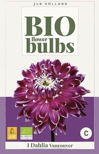 Dahlia Vancouver - biologische bloembol