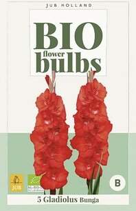 5 Gladiolius Bunga  - biologische bloembol