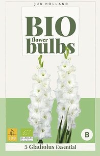 5 Gladiolius Essential  - biologische bloembol