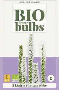 5 Liatris Floristan white  - biologische bloembol