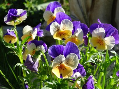 Viola Cornuta - gehoornd viooltje - Bio vaste plant