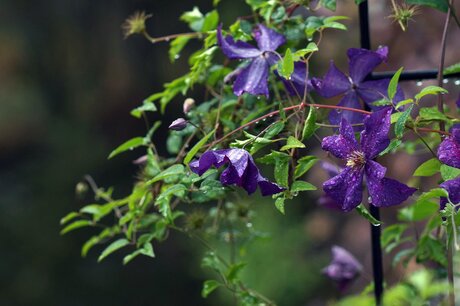 Clematis Viticella - Bosrank - Bio vaste plant